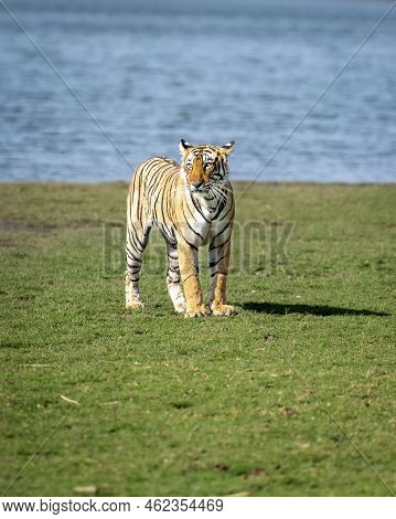 Wild Bengal Female Tiger Or Panthera Tigris Tigris At Natural Scenic Rajbagh Lake Ranthambore Nation
