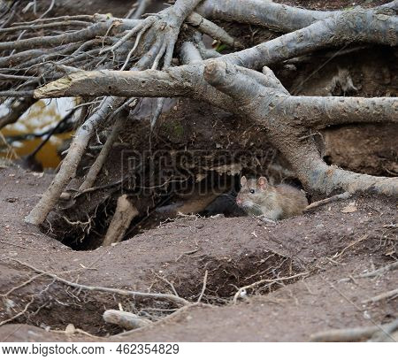 A Wild Rat Crawls Out Of A Hole In The Ground Under The Roots Of A Tree