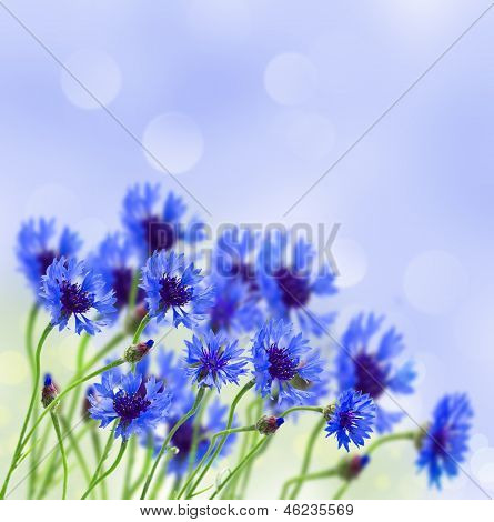 필드에서 푸른 옥수수 꽃