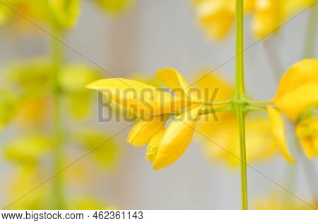 Golden Wreath, Lamiaceae Or Petraeovitex Wolfei Or  Petreovitex Bambusetorum King Or Yellow Flower I