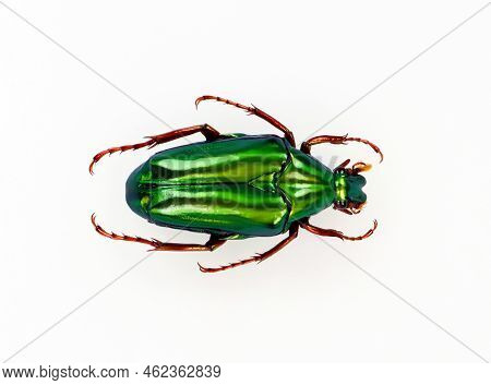 Green Beetle Isolated On White. Iridescent Metallic Chalcothea Smaragdina Macro Close Up, Collection