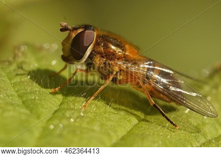 Closeup On A European Hoverfly Species, Epistrophe Eligans Sitting On A Green Leaf In The Garden