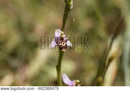 Woodcock Bee Orchid, Ophrys Scolopax