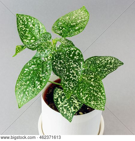 Plant With White Spotted Leaves Hypoestes Phyllostachya In Pot On Gray Background, Top View