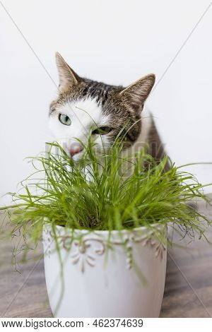 Domestic Cat Eating Juicy Green Grass Cyperus Alternifolius Zumula For Cats In Flower Pot, Indoor Ca