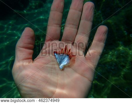 Seashell Of Rayed Pearl Oyster (pinctada Radiata) On The Hand Of A Diver Undersea, Aegean Sea, Greec
