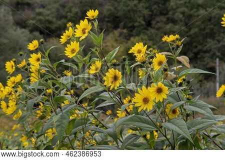 Yellow Flowers Of The Jerusalem Artichoke (helianthus Tuberosus). Flowering Sunroot, Sunchoke, Wild 