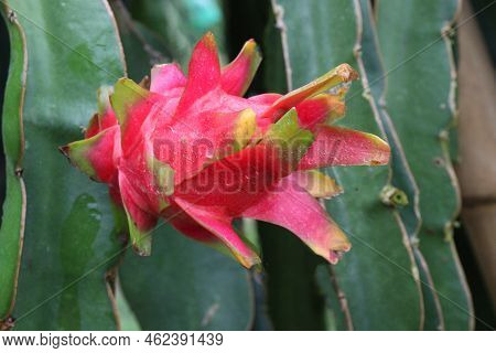 Dragon Fruit On Tree In Firm