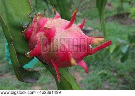 Dragon Fruit On Tree In Firm