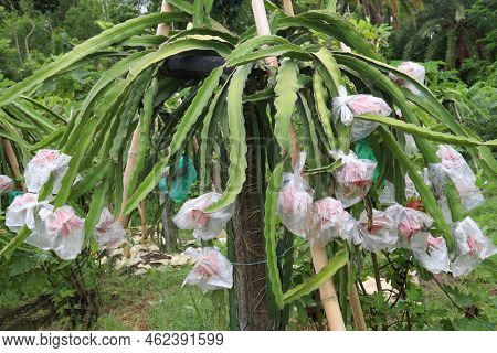 Dragon Fruit On Tree In Firm