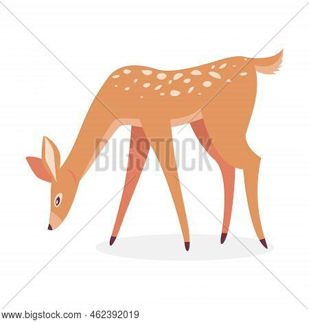 Cartoon Deer. Female Spotted Reindeer Isolated On White. Vector Illustrations For Wildlife, Animals 