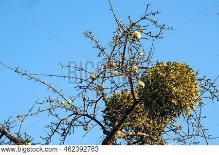 Mistletoe On Apple Tree. Leafless Tree Branches With Yellow Apple Fruits And Mistletoe Against Brigh