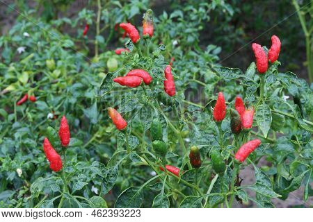 Red Colored Chili On Tree
