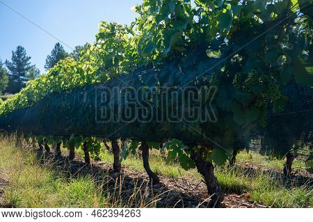 Green Unripe Gamay Noir Grape Growing On Hilly Vineyards Near Beaujolais Wine Making Village Val D'o