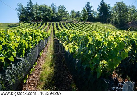 Green Unripe Gamay Noir Grape Growing On Hilly Vineyards Near Beaujolais Wine Making Village Val D'o