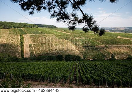 Aerial View On Chablis Grand Cru Appellation Vineyards With Grapes Growing On Limestone And Marl Soi