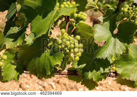 Chardonnay Grape Growing On Panoramic Hilly Chablis Grand Cru Appellation Vineyards On Limestone And