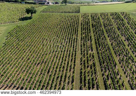 Landscape With Vineyards Near Beaujolais Wine Making Village Val D'oingt, Gateway To Beaujolais Wine