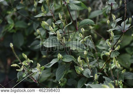 Pig's Knee (achyranthes Bidentata). Amaranthaceae Perennial Plants. Flowering August-september. Frui