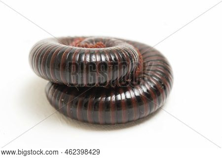 The Millipede Rolled Into A Circle Isolated On White Background
