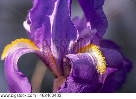 Beautiful Purple Iris Croatica With Yellow Hairs In Dappled Sunlight