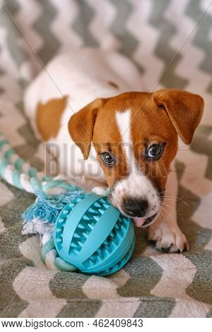 Cute Little Jack Russell Terrier Puppy With Teether Ball. Six Weeks Puppy Playing With Toy At Home
