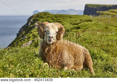 Sheep Lamb Grazing On The Faroe Islands Green Meadows. Scenery