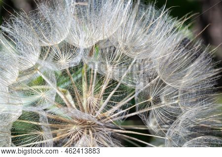 Goatsbeard, Tragopogon Pratensis, Flower Seed Head Close Up With Feathery Seeds And A Blurred Backgr