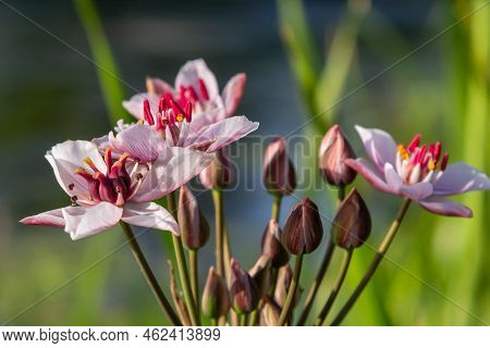 Close Up Of The Umbel-like Inflorescence Of Flowering Rush Or Grass Rush Butomus Umbellatus In Full