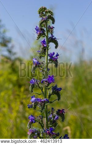 Blue Melliferous Flowers - Blueweed Echium Vulgare. Viper's Bugloss Is A Medicinal Plant. Macro
