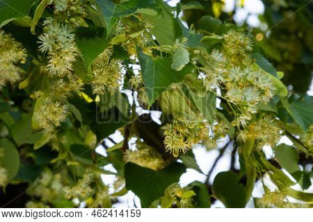 Linden Tree Flowers Clusters Tilia Cordata, Europea, Small-leaved Lime, Littleleaf Linden Bloom. Pha