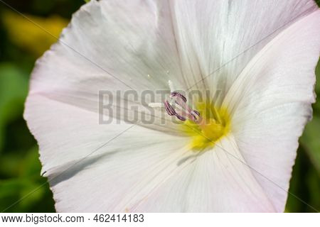 Field Bindweed, Convolvulus Arvensis European Bindweed Creeping Jenny, Possession Vine Herbaceous Pe