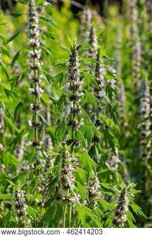 Leonurus Cardiaca, Known As Motherwort. Other Common Names Include Throw-wort, Lion's Ear, And Lion'