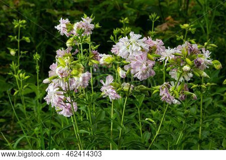 Saponaria Officinalis White Flowers In Summer Garden. Common Soapwort, Bouncing-bet, Crow Soap, Wild