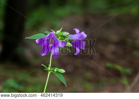 Campanula Trachelium Blossoms On Dark Background. Summer Forest