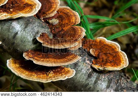 Anise Mazegill, A Brown Rot Fungus, Gloeophyllum Odoratum