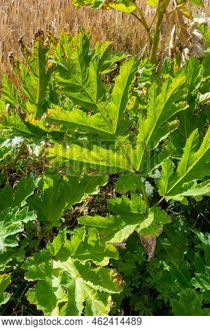 Heracleum Sosnowskyi On Blue Sky Background. All Parts Of Heracleum Sosnowskyi Contain The Intense T