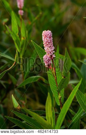 Closeup Of Some Red Budding Persicaria Amplexicaulis Or Mountain Fleece Plants Between Blossoming On