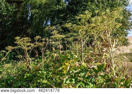 Heracleum Sosnowskyi On Blue Sky Background. All Parts Of Heracleum Sosnowskyi Contain The Intense T