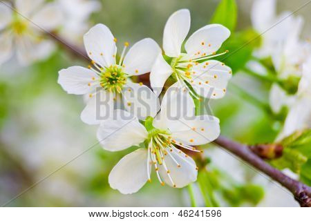 Hintergrund mit weißen Blumen für die Kirsche auf Frühling