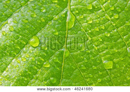 Schönes grünes Blatt mit Wassertropfen hautnah