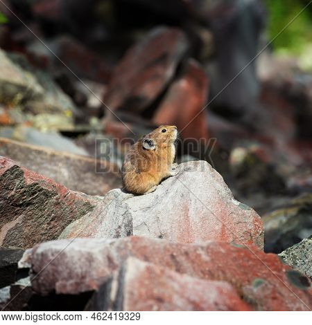 A Red-haired Pika Sits On A Stone Looking Up. Blurred Background.