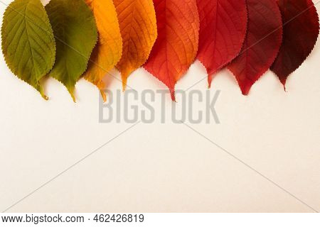 Rainbow Of Colorful Autumnal Leaves On Pastel Background