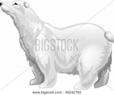 Oso blanco