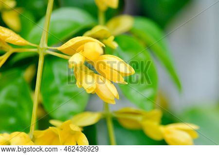 Golden Wreath, Lamiaceae Or Petraeovitex Wolfei Or  Petreovitex Bambusetorum King Or Yellow Flower I