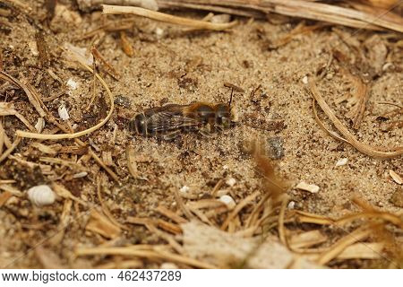 Natural Closeup On A Well Camouflaged Brown Hooked Small-mason Bee, Hoplitis Adunca Sitting On The G