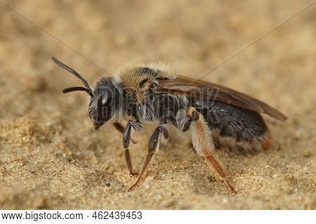 Closeup On A Female Declored Red-tailed Mining Bee, Andrena Haemorrhoa Sitting On The Ground