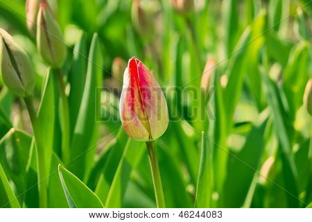 Blühende Frühjahr Blume Tulpe