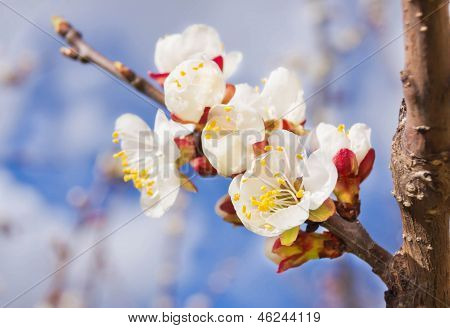 Zweig der Kirschblüte