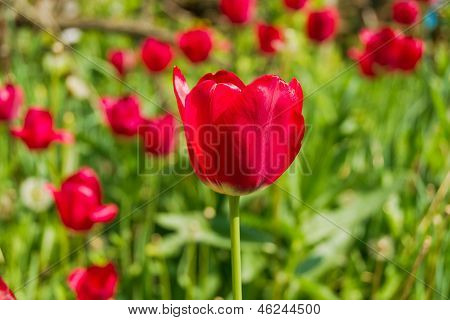 Rosa Tulpen auf einer Plantage